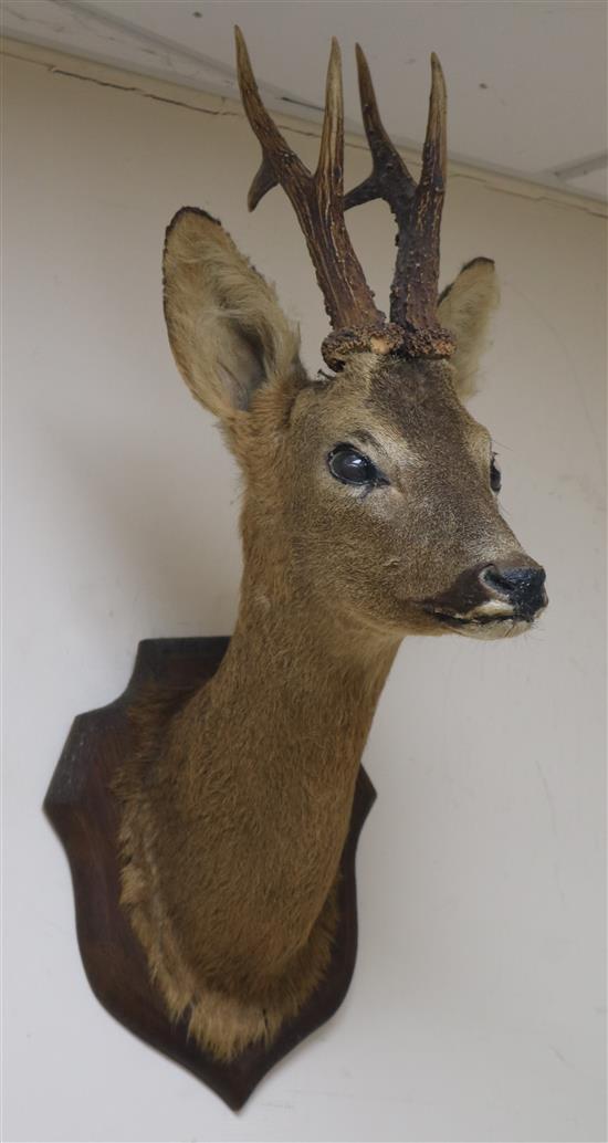 Two taxidermic mounted deer heads